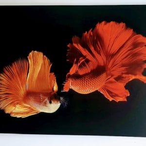 Reclamescu - Productie publicitara, litere volumetrice, casete luminoase - PP 10